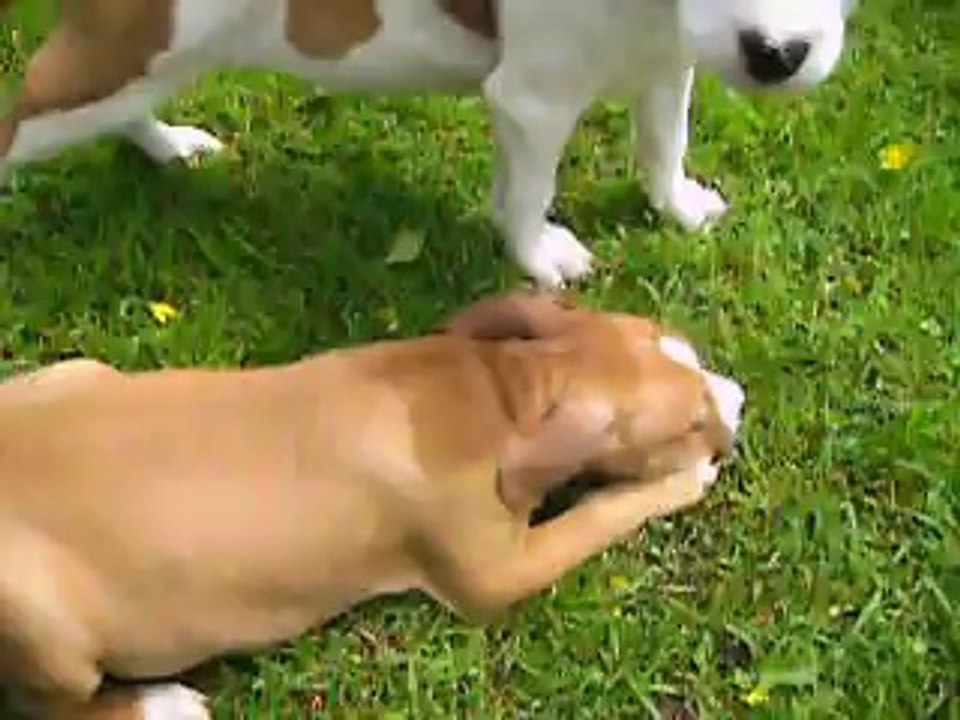 vidéo du 23.05.14 des 2 soeurs...
