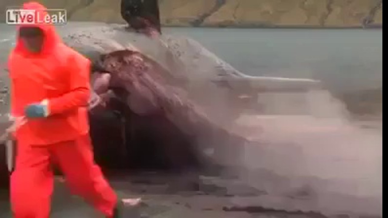 bomb in fish