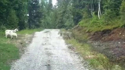 Kurdun Kuzular Karşısında Akılalmaz Çaresizliği