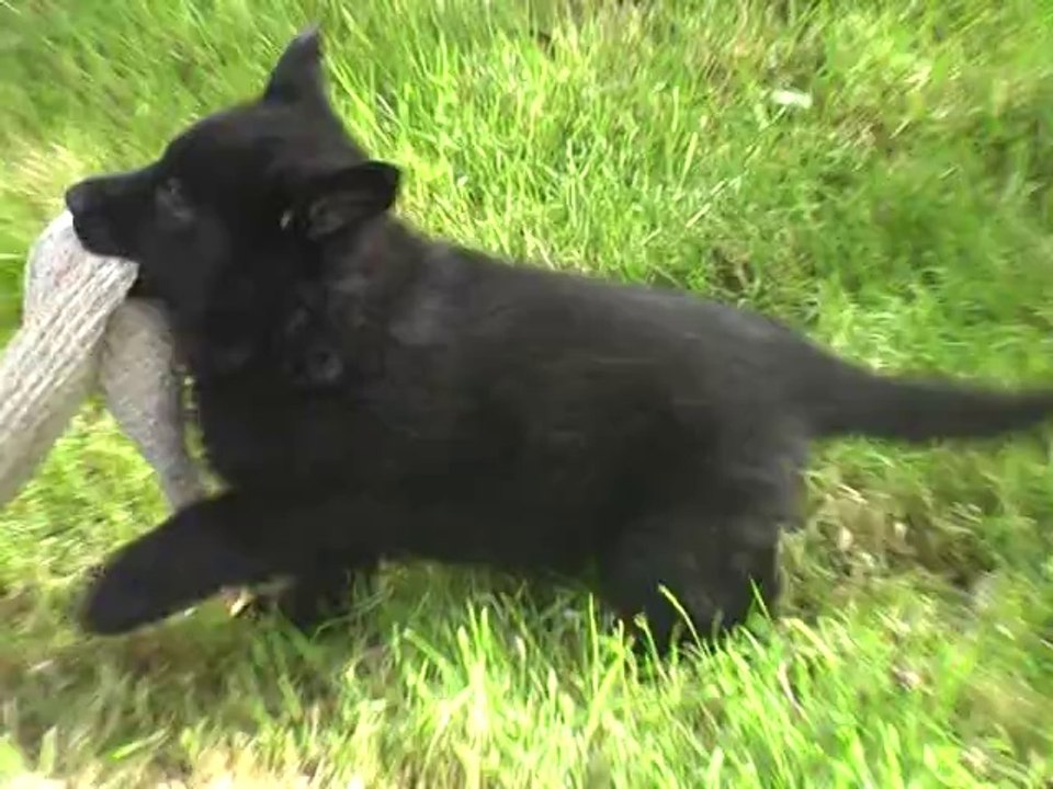 2014-05-22 chiot dyna x h'loki (f noire)