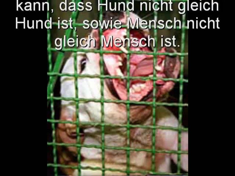 Kampfhunde gibt es nicht