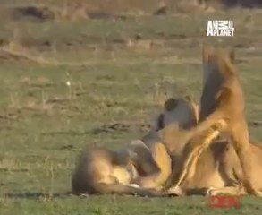 Big Cat Diary (8) 23rd May 2014 Video Watch Online Pt4