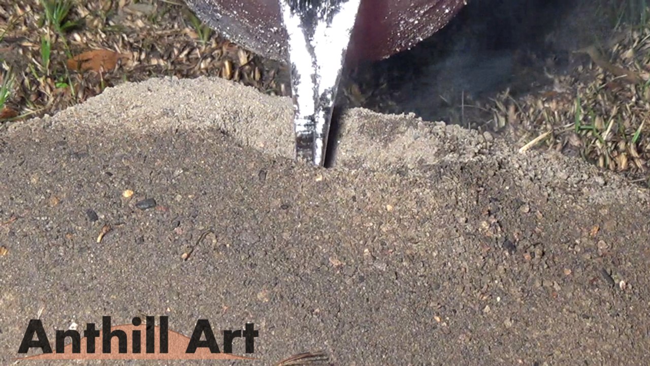 Casting a Large Fire Ant Colony with Molten Aluminum (Cast #057)