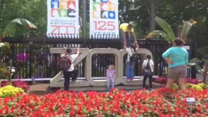 A big day for elephants at the National Zoo