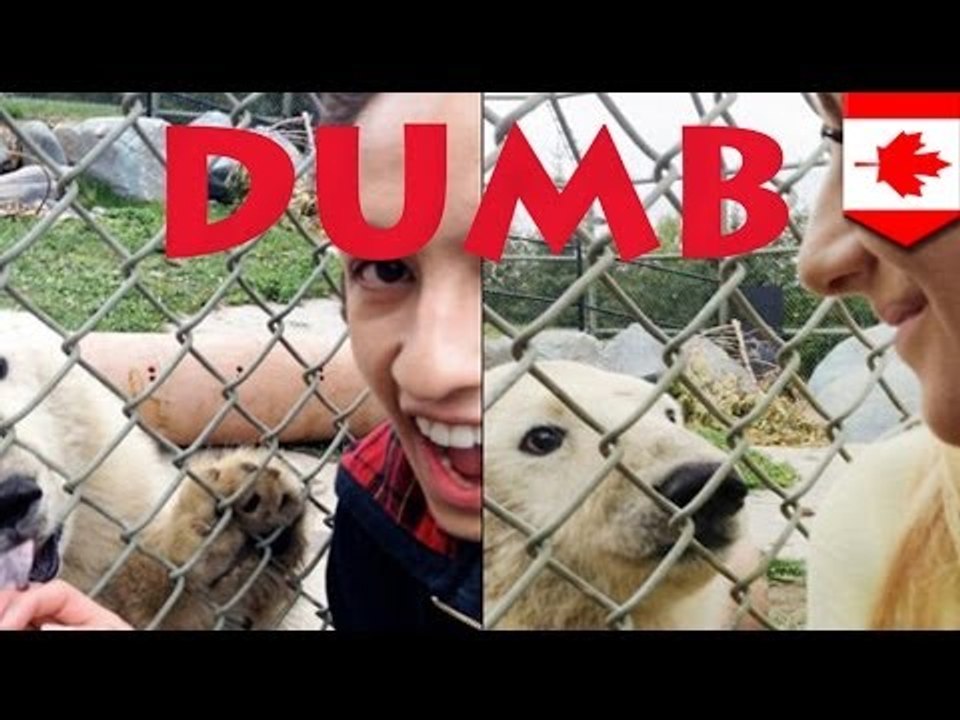 Teens leap Toronto Zoo barrier for 'selfies' with polar bear