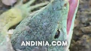 Lagartos ocelados -Timon lepidus - Ocellated Lizard - Sardao - Lézard ocellé