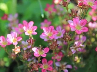 * *    KISS ME  HANİ HANİ   * *