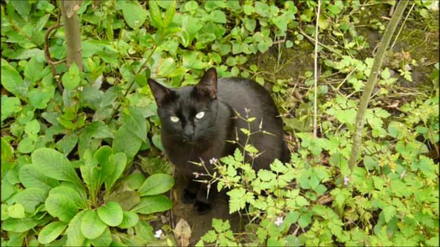 Indi dans la petite forêt de Sculptures-Vivantes 2