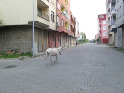 midilli at,eynesil haber, hasan kemal