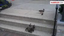 Yavru ördeklerin merdivenle imtihanı