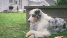 Chien falleur