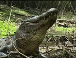Alligator eating a turtle!