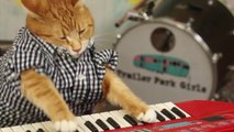 Un chat fait du piano : KEYBOARD CAT