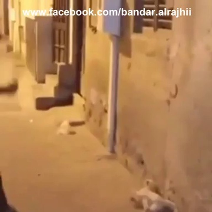 Hit animals