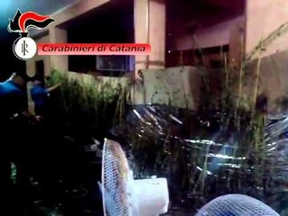 Catania - Serra a casa di una donna, sequestro di marijuana (23.05.14)