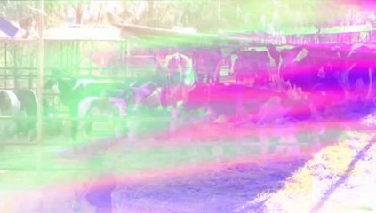 Hayvancılıkta İyi Tarım Uygulamaları; Küresel İklim Değişikliğine Adaptasyon ve Güvenli Gıda Üretimi