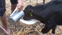 Kaliteli Süt Üretimi İçin Sağım teknikleri ve Süt Muhafazası