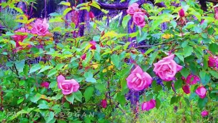 EDİP AKBAYRAM-YARİM YARİM