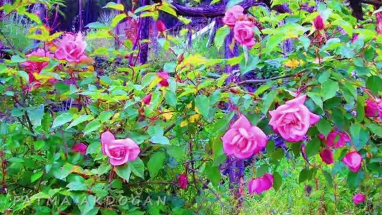 EDİP AKBAYRAM-YARİM YARİM