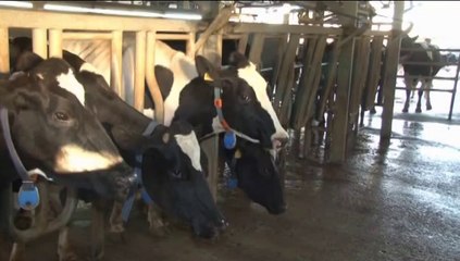 Süt Sığırcılığında Sağlık Koruma ve Önemi