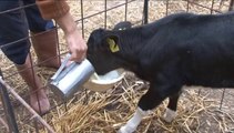 Süt Üretimiminde Yasal Mevzuat ve Çiğ Süt Üretimi İyi Hijyen uygulama Rehberi