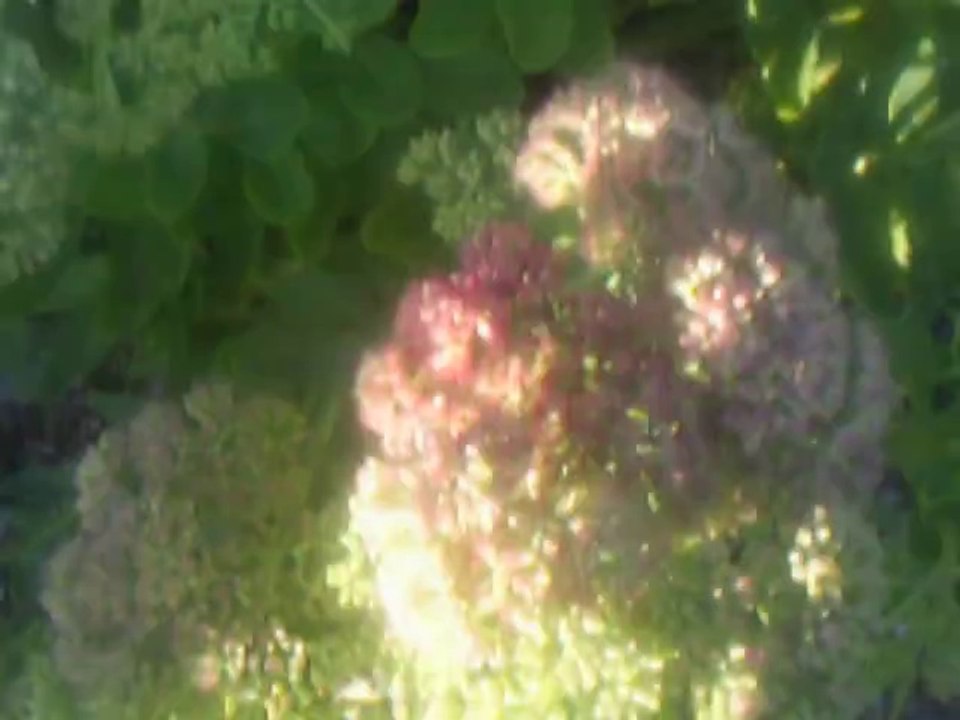 amour et nature
