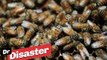 Un accident de camion libère des millions d'abeilles / Dr Disaster