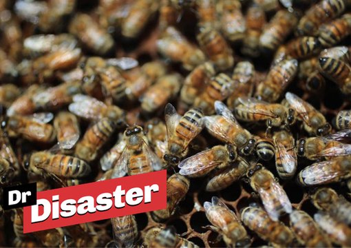 Un accident de camion libère des millions d'abeilles / Dr Disaster