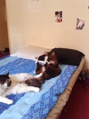 Chat qui fait de la gym