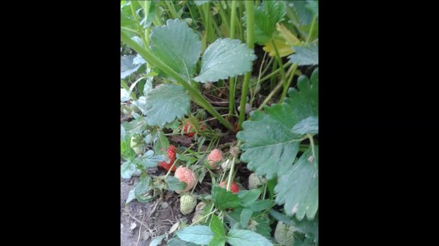 Kızıl bir söğütten almış adını