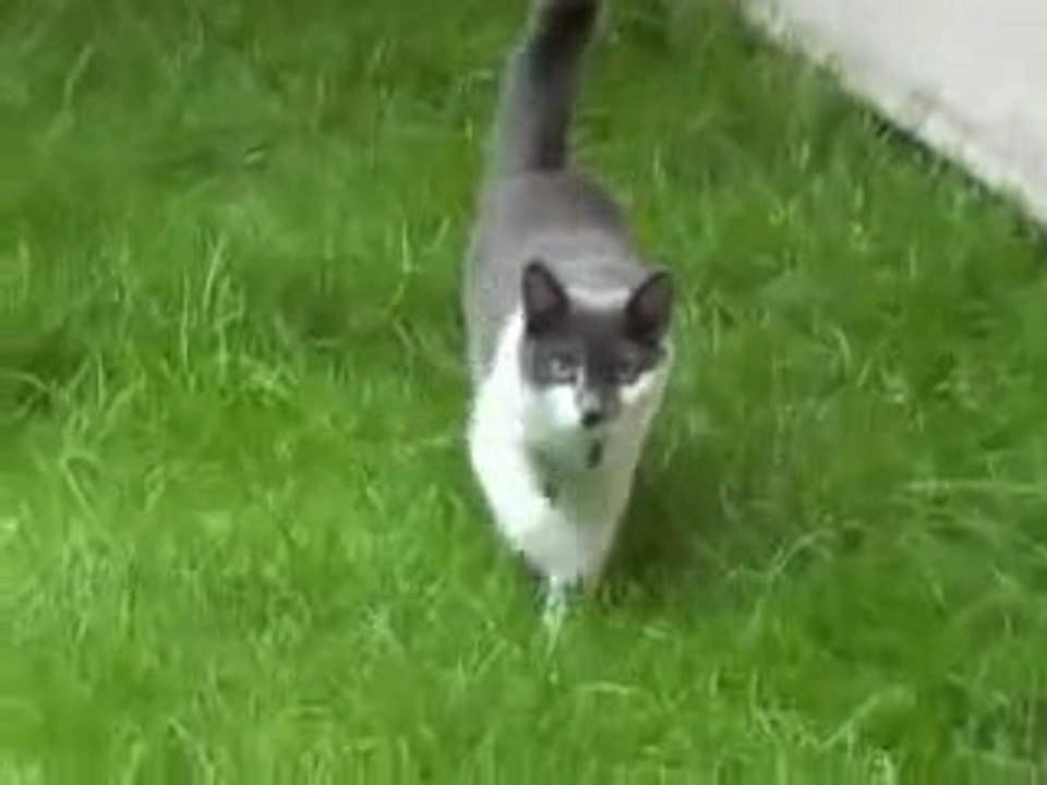 When cats attack