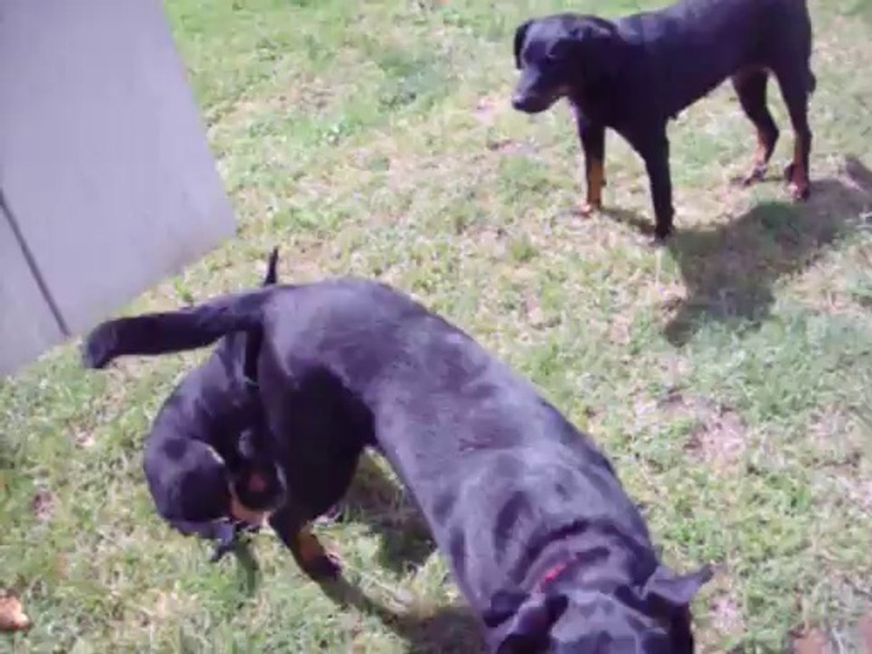 JUANTO la terreur ( chiot beauceron 10 semaines)!