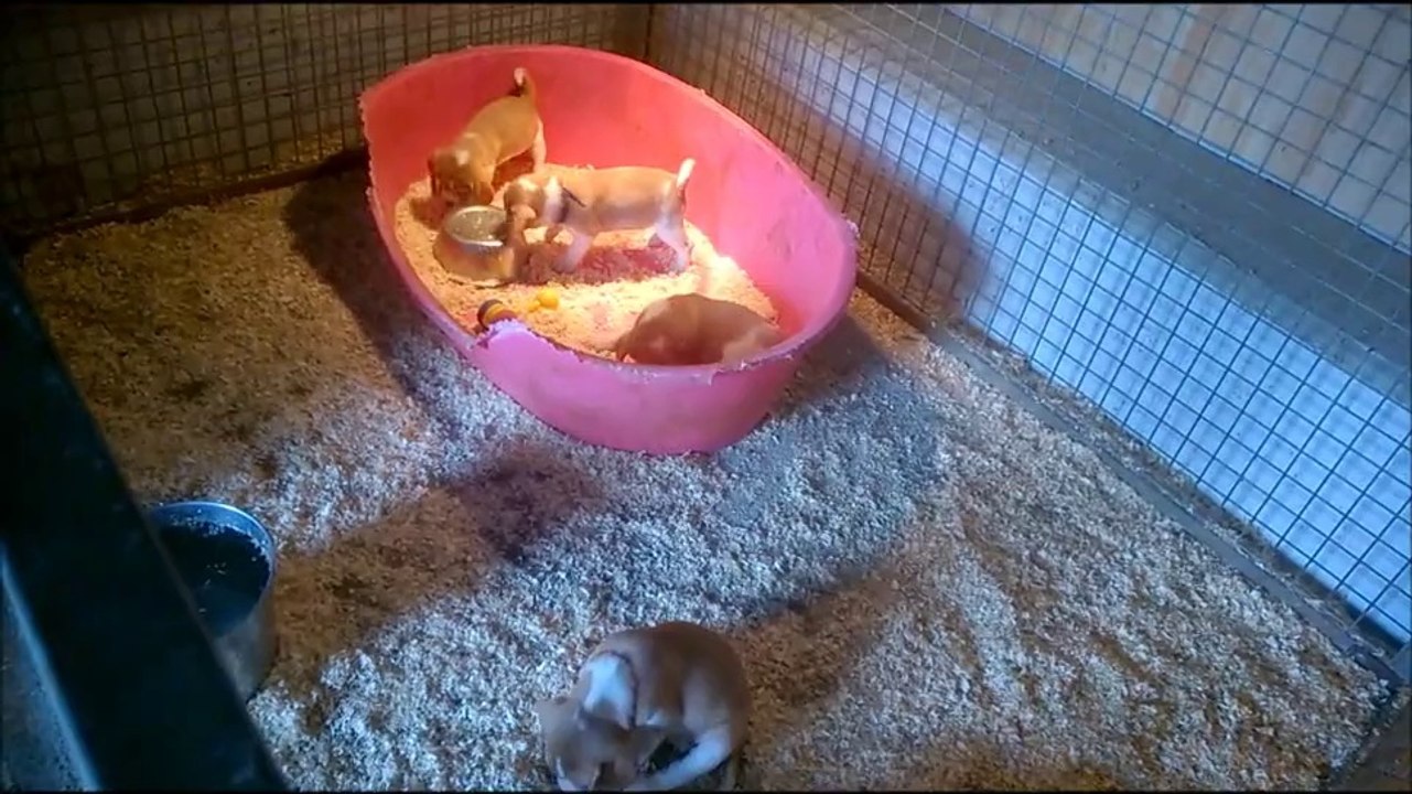 bb beagle
