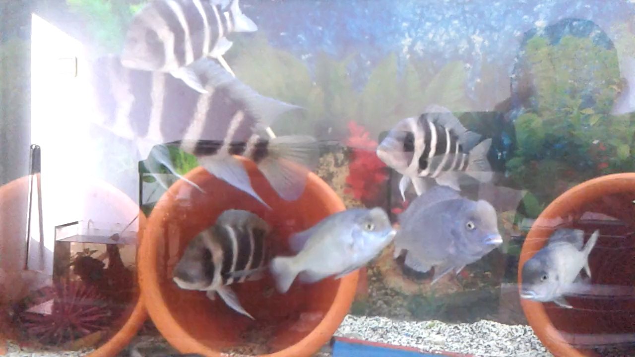 Frontoza Blue Zaire KAPAMBA