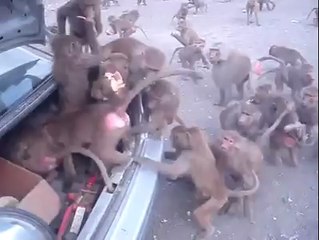 watch these monkeys who stolen the food from car.