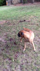 Tyron-man - Le chien fou