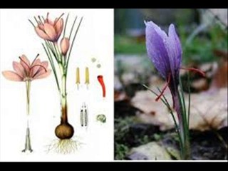 SAFFRON (ZAFFRON)  BEEJ,KASHT AUR ASLI NAQLI KI PECHAN DR.ASHRAF SAHIBZADA