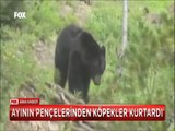 Köpekleri sayesinde ayının elinden kurtulmayı başardı