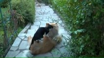 Köpeklere masaj yapan kediler