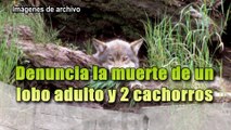 Denuncian muerte de 1 lobo adulto y 2 cachorros en Asturias
