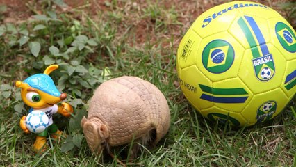 Mondiali - Cucciolo di armadillo ruba la scena alla mascotte Fuleco