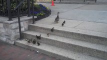 Yavru Ördeklerin Merdivenle İmtihanı