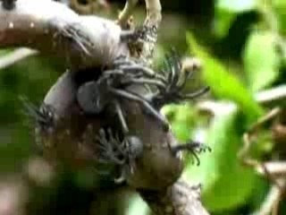 Yeux de la Nature 's Eyes