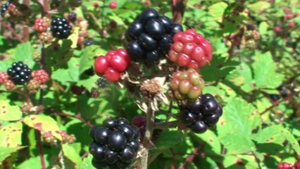 ALAÇAM/ YUKARI ISIRGANLI KÖYÜ.