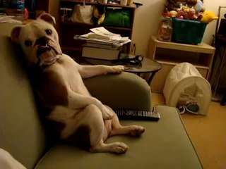English Bulldog watching TV  - Sitting on a couch
