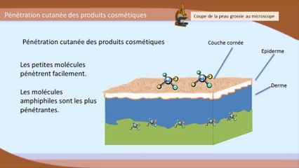 LA PENETRATION DES PRODUITS COSMETIQUES DANS LA PEAU DE L’HOMME