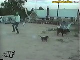 Gıcık Olduğu Sahibini Vurmaya Çalışan Köpek