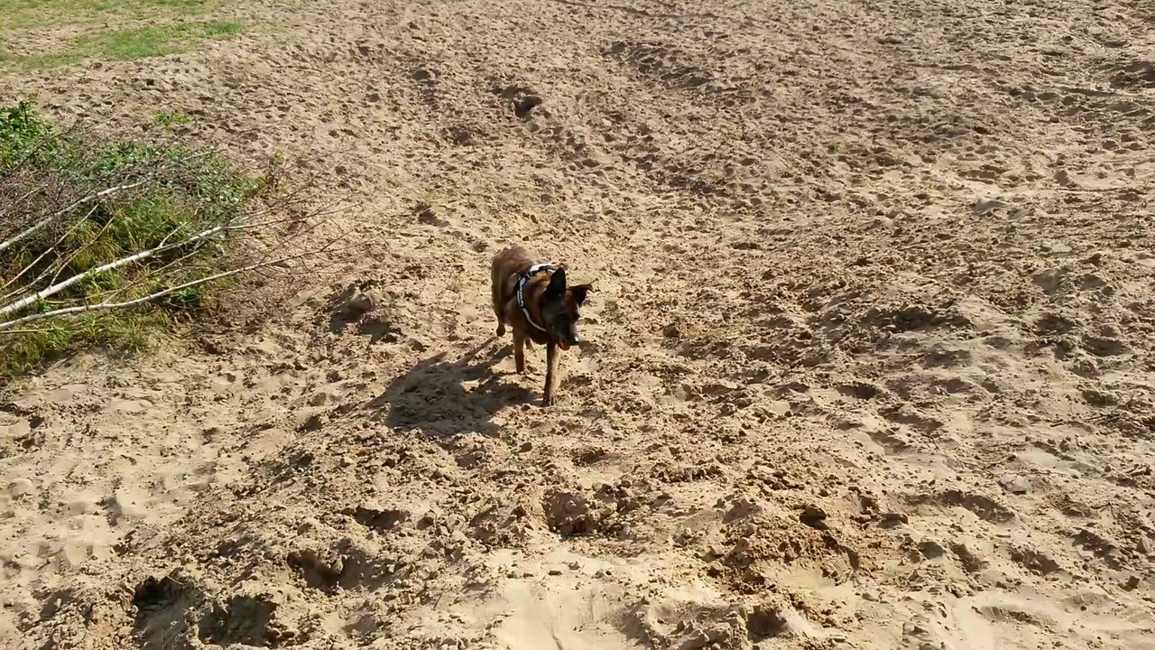 3 Wochen nach den ersten Anzeichen vom Vestibular - Syndrom