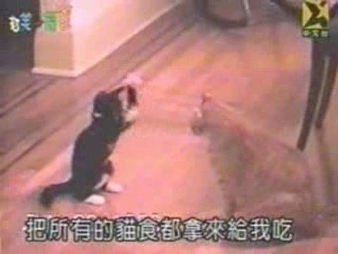 Combat reel - Boxe Thai vs Wing Chun