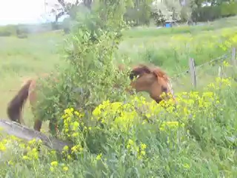 Papy avec le cheval......